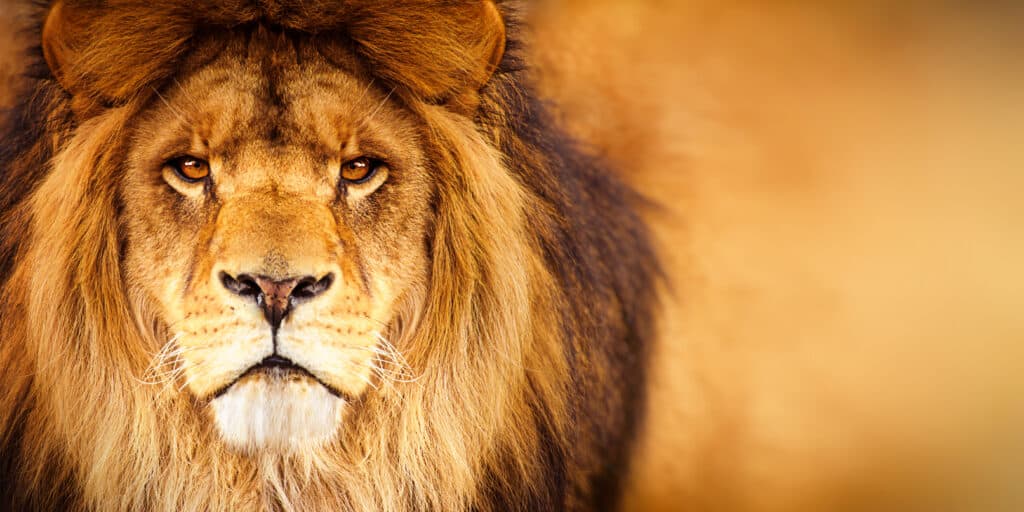 Male lion looks directly into camera