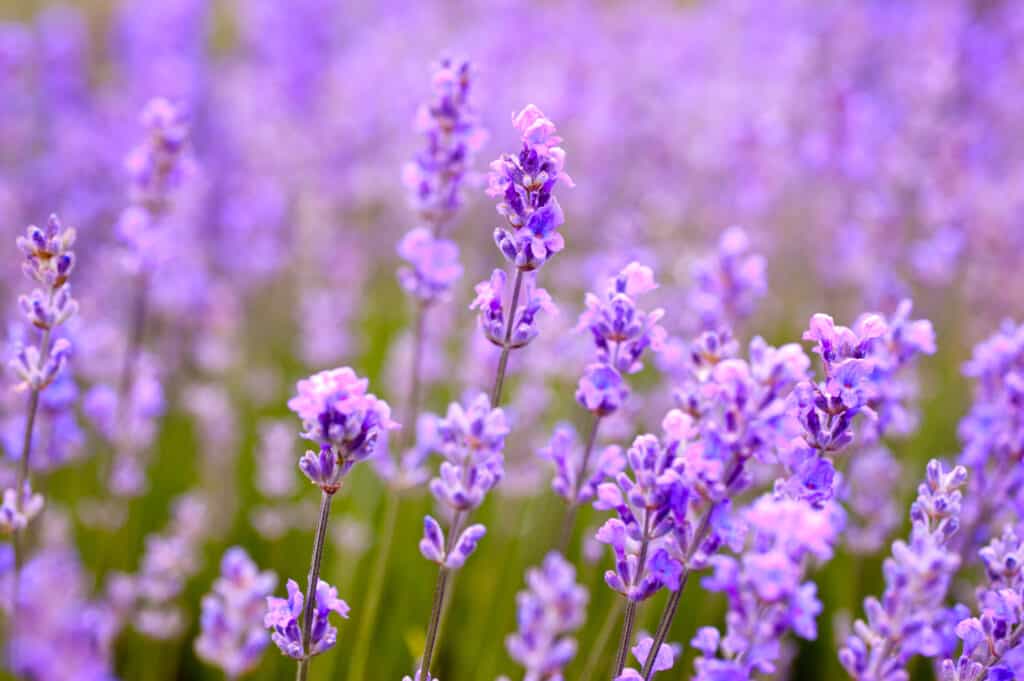 pale purple lavender in field