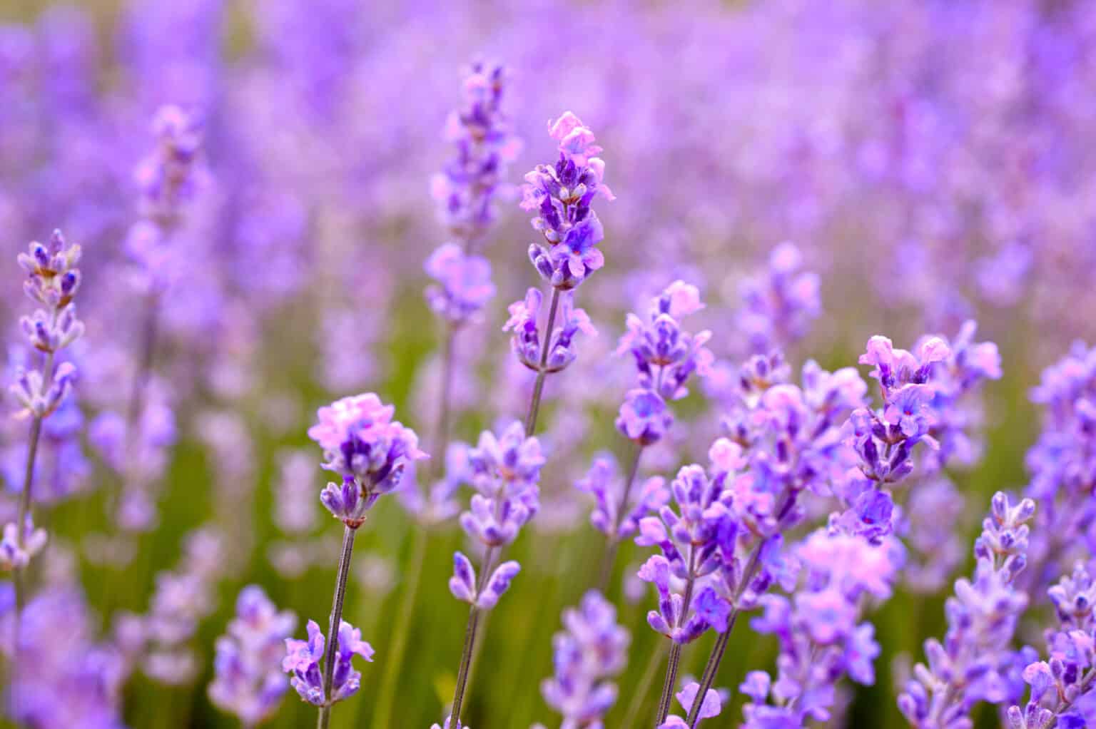 The 14 Best Perennial Plants That Come Back Every Year - A-Z Animals