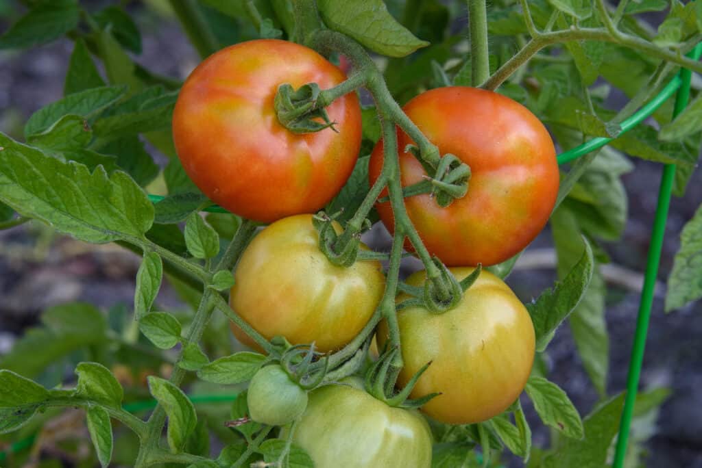 Close up of five early girls tomatoes to fairly ripe orange. to barely orange, and one unripe green tomato , still attached to the deep green vine, against a background of green out of focus tomato vines.