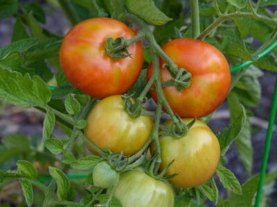 A The 9 Best Ways You Can Use Your Overflowing Tomato Harvest