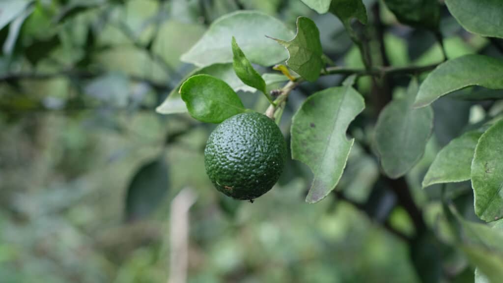 Persian lime (Citrus x latifolia) on a tree
