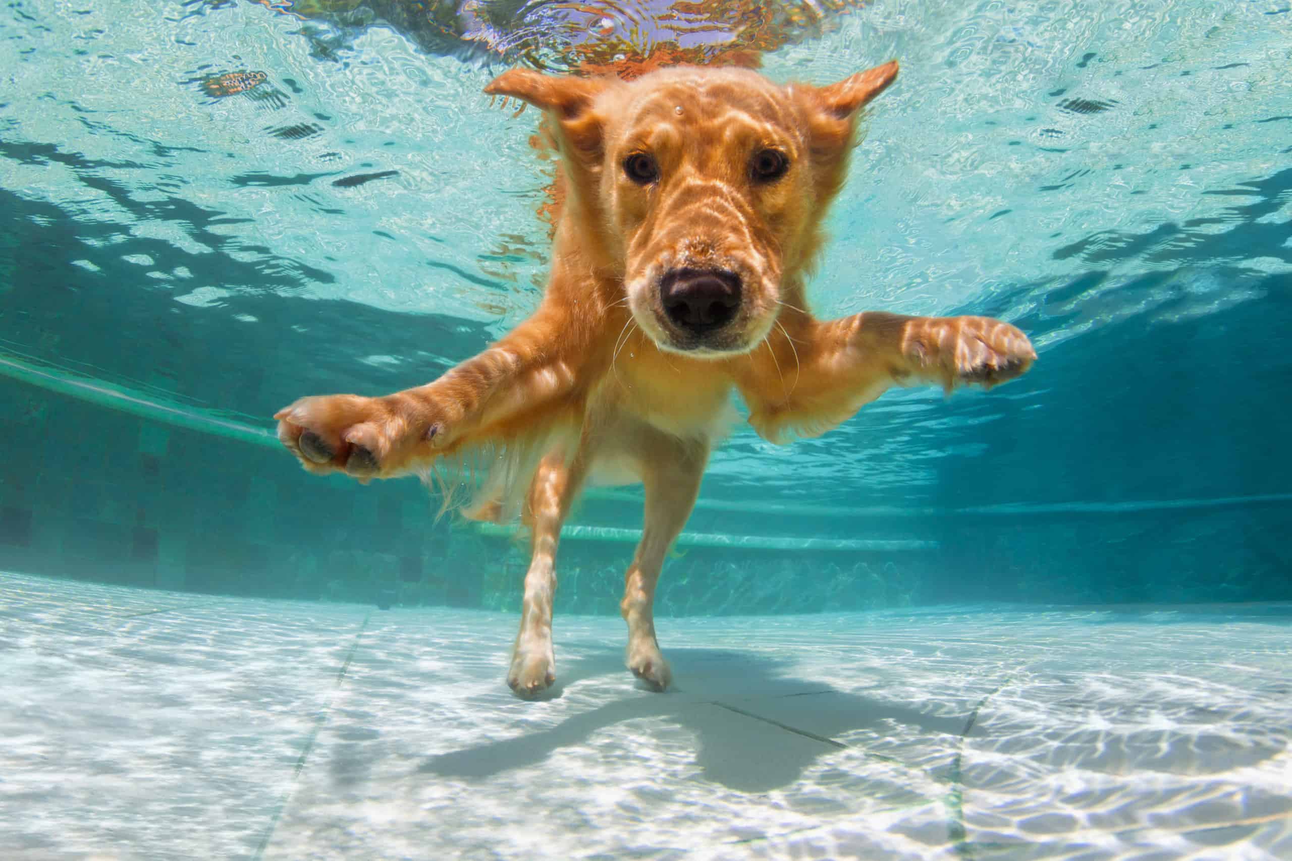 swimming golden retriever