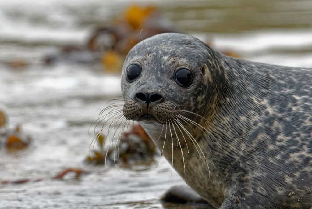 seal