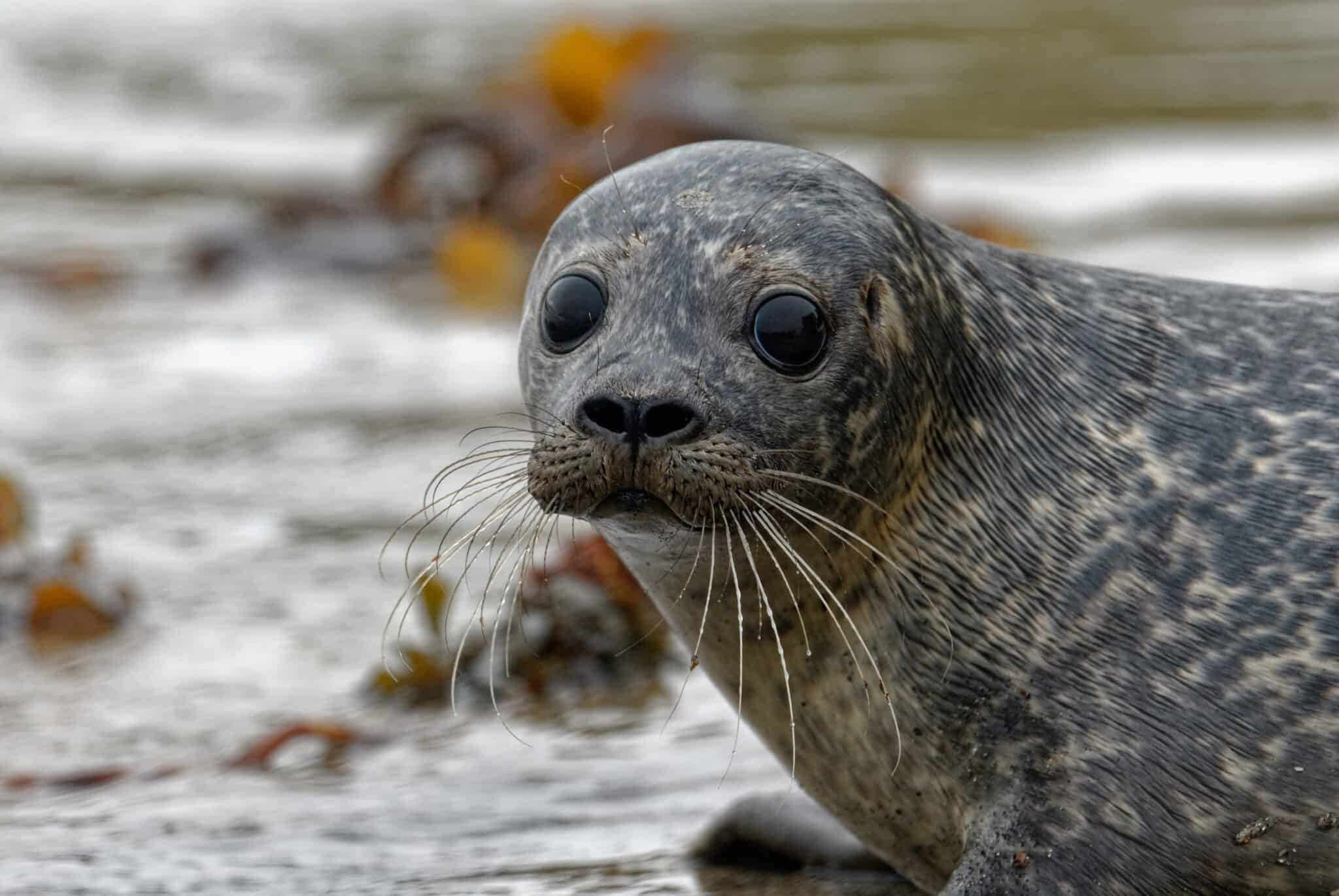 How Long Can Seals Hold Their Breath Underwater A Z Animals