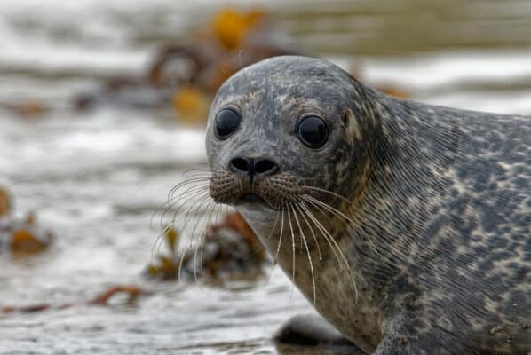 Seal Animal Facts - Phoca vitulina - A-Z Animals