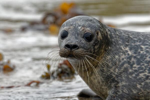 Seal - A-Z Animals