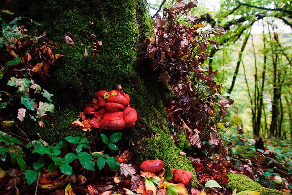 Fistulina hepatica or the beefsteak polypore growing out of the side of a moss-covered tree
