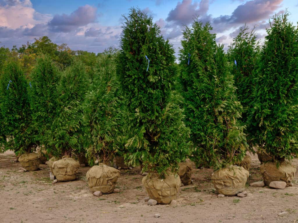 Thuja occidentalis ‘Smaragd’ or emerald green arborvitae in planters at a nursery