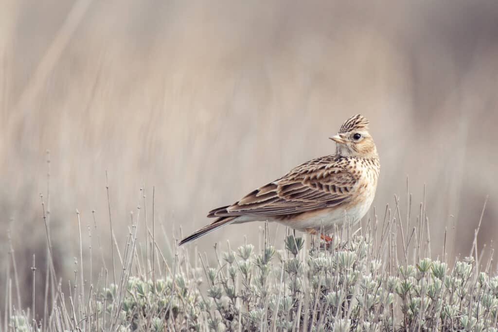 Skylark