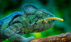 10 Cheapest Chameleons To Keep as Pets Picture