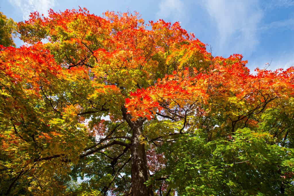 Acer saccharum sugar maple tree changing color in Fall