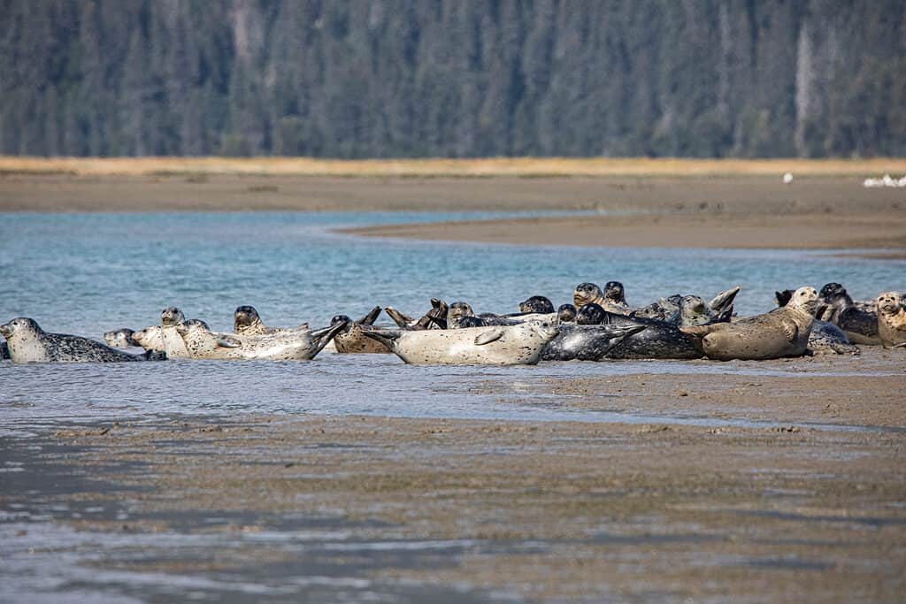 Harbor seals at Lake Clark National Park and Preserve, Cook Inlet, Alaska