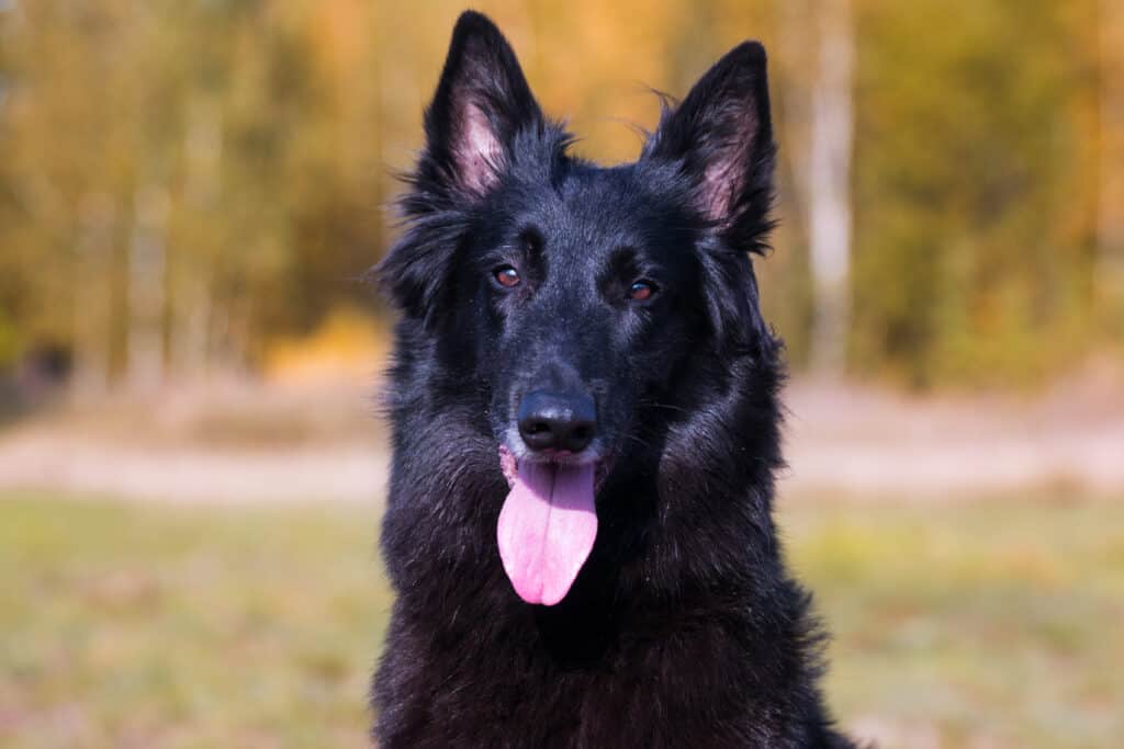 Belgian sheepdog