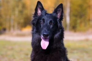 9 Dog Breeds That Are Similar to German Shepherds Picture
