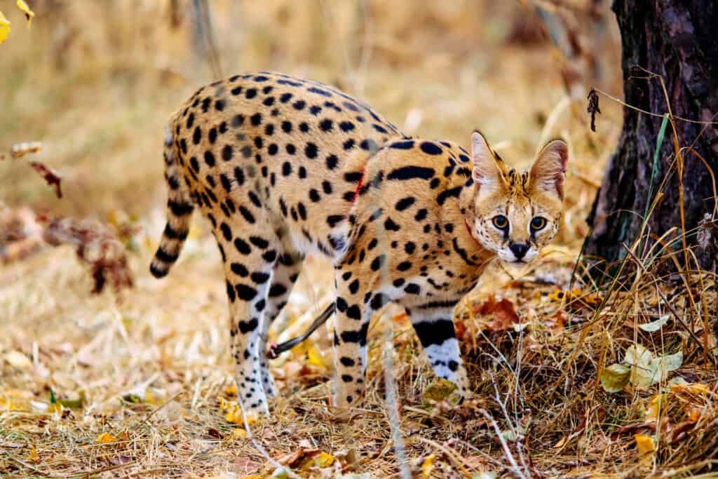 Serval cat