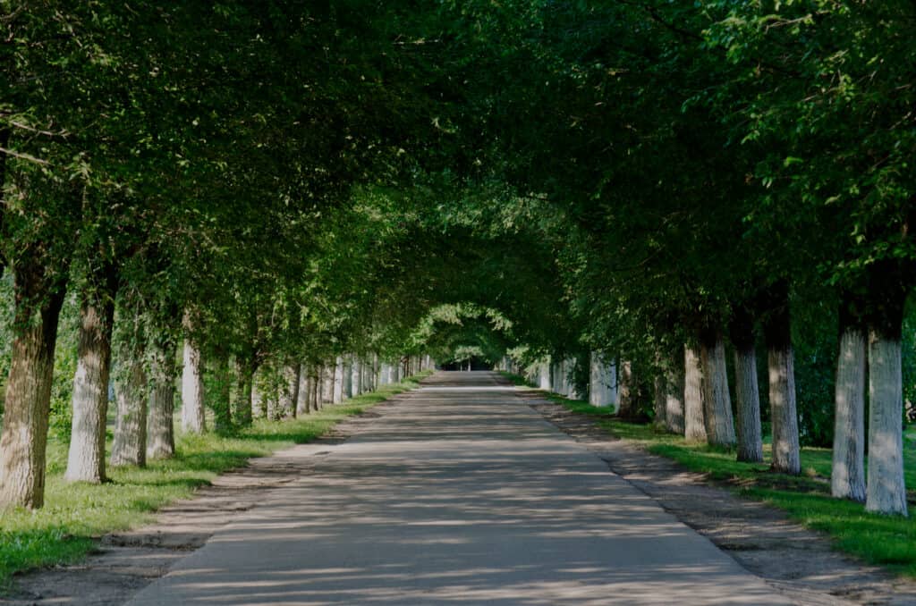 Siberian elm lined street