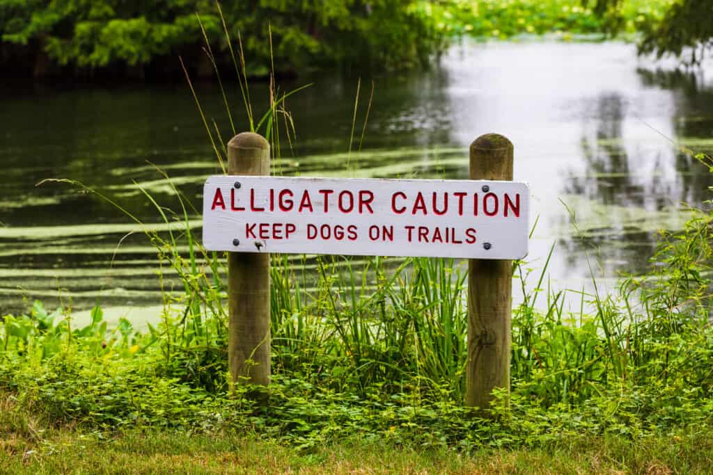 Caution Sign for Alligator-Infested Waters