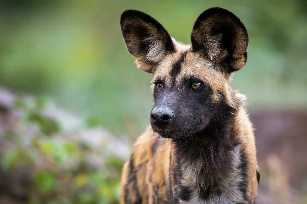 Close up of wild dog