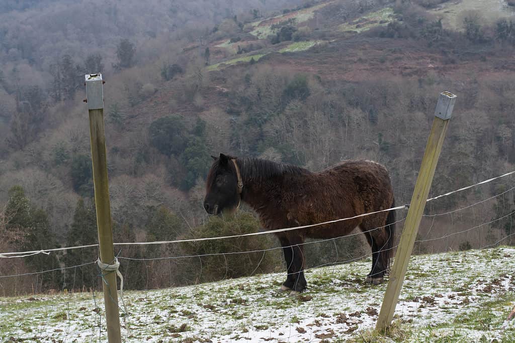 Asturcon breed horse