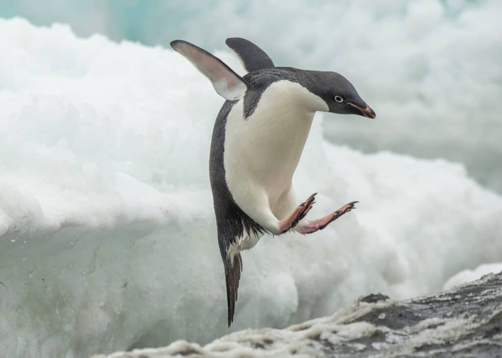An Adelie penguin jumping off of an ice shelf, midway to the water with its flippers extended behind it and its feet splayed in front.