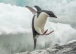 Adélie penguin