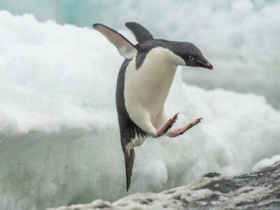 A Watch This Abandoned Penguin Nail an Iceberg Leap Like an Action Star