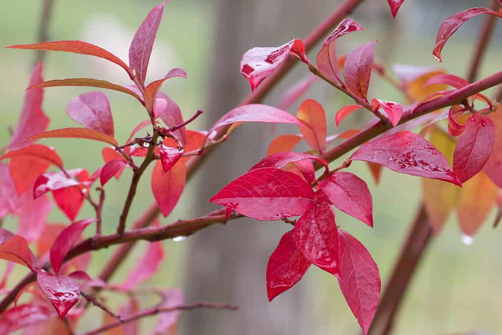 Full frame: Dark red oval-shaped leaves od a blueberry bush, against a natural setting. The leaves are wet as if it has been raining.