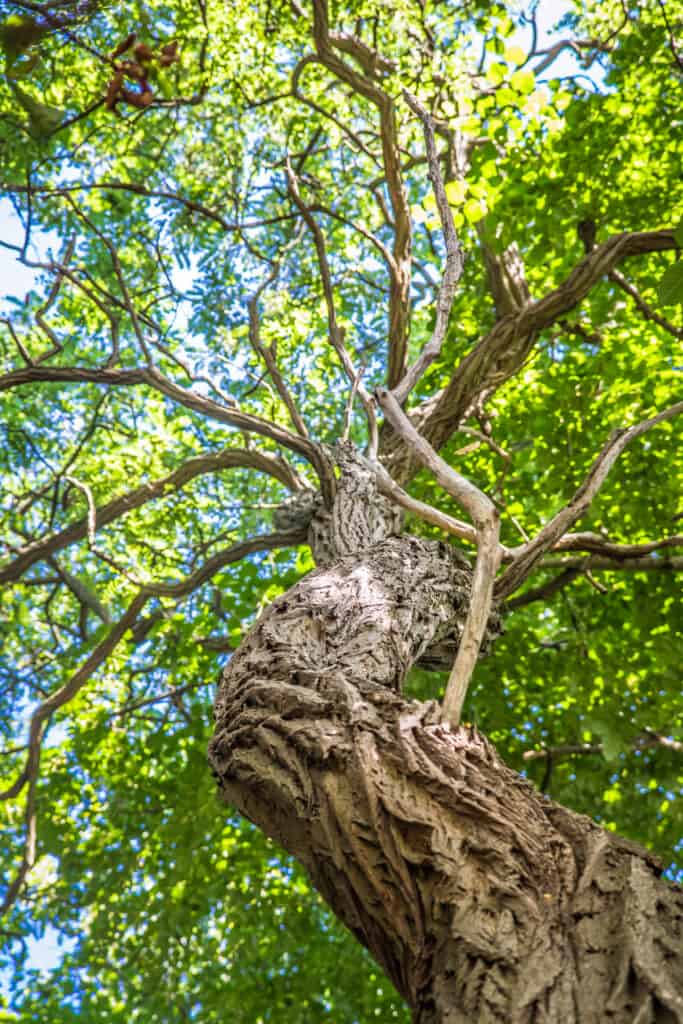 Alder tree (Alnus glutinosa) with its crooked branches