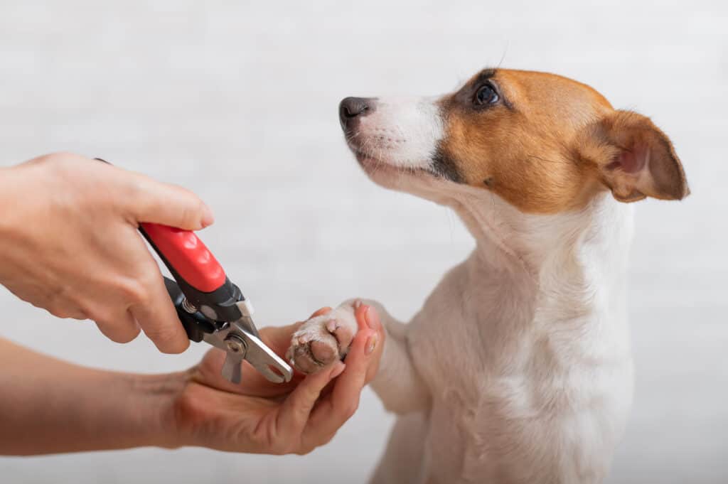 Little Jack Russell terrier looking adoringly at a light-skinned human whose face is not in the frame, only hands, the left hand holding the dog's right paw, and right hand holding red handles doggie nail clippers, while background. 