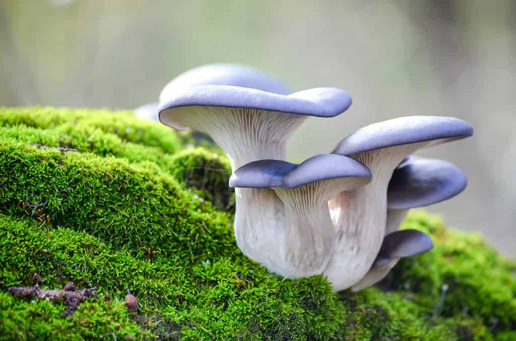 The blue oyster mushroom growing from a mossy stump