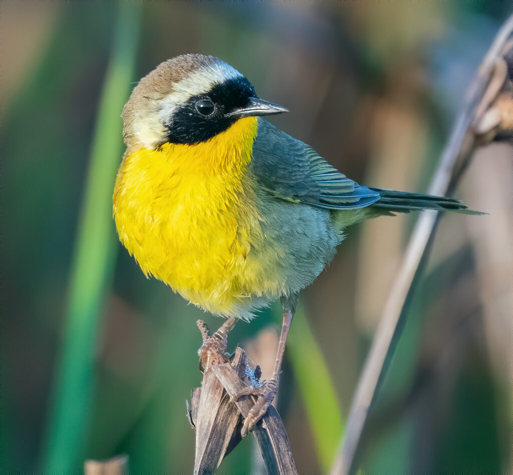 Common Yellowthroat Bunting, Geothlypis trichas, inhabiting a swamp,