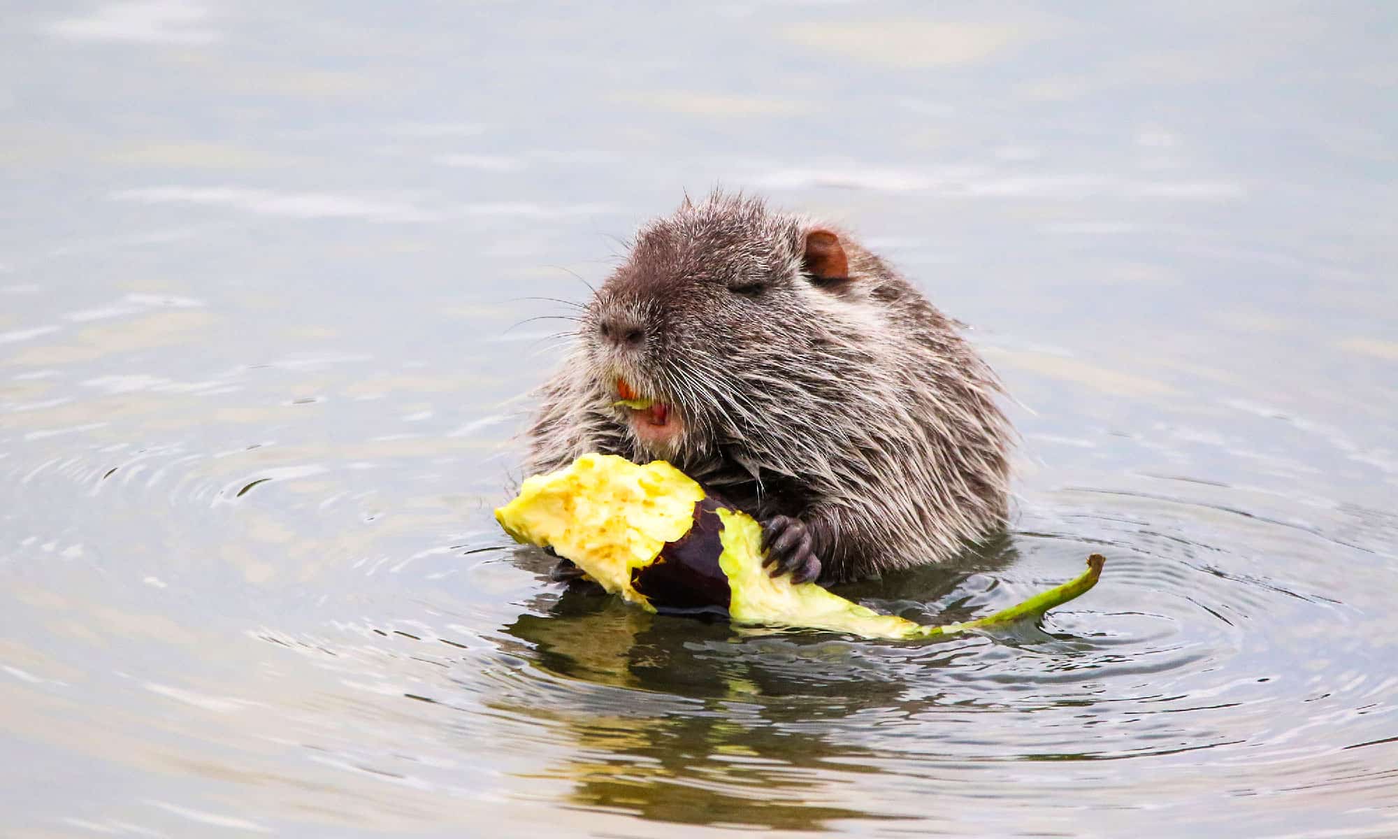 muskrat