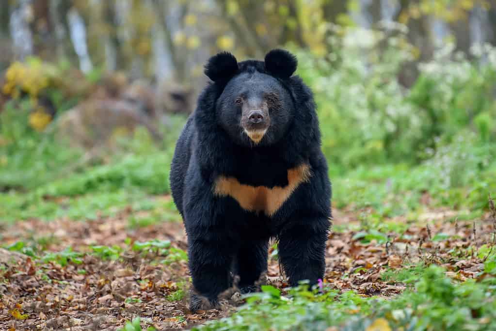 Black bear in forest