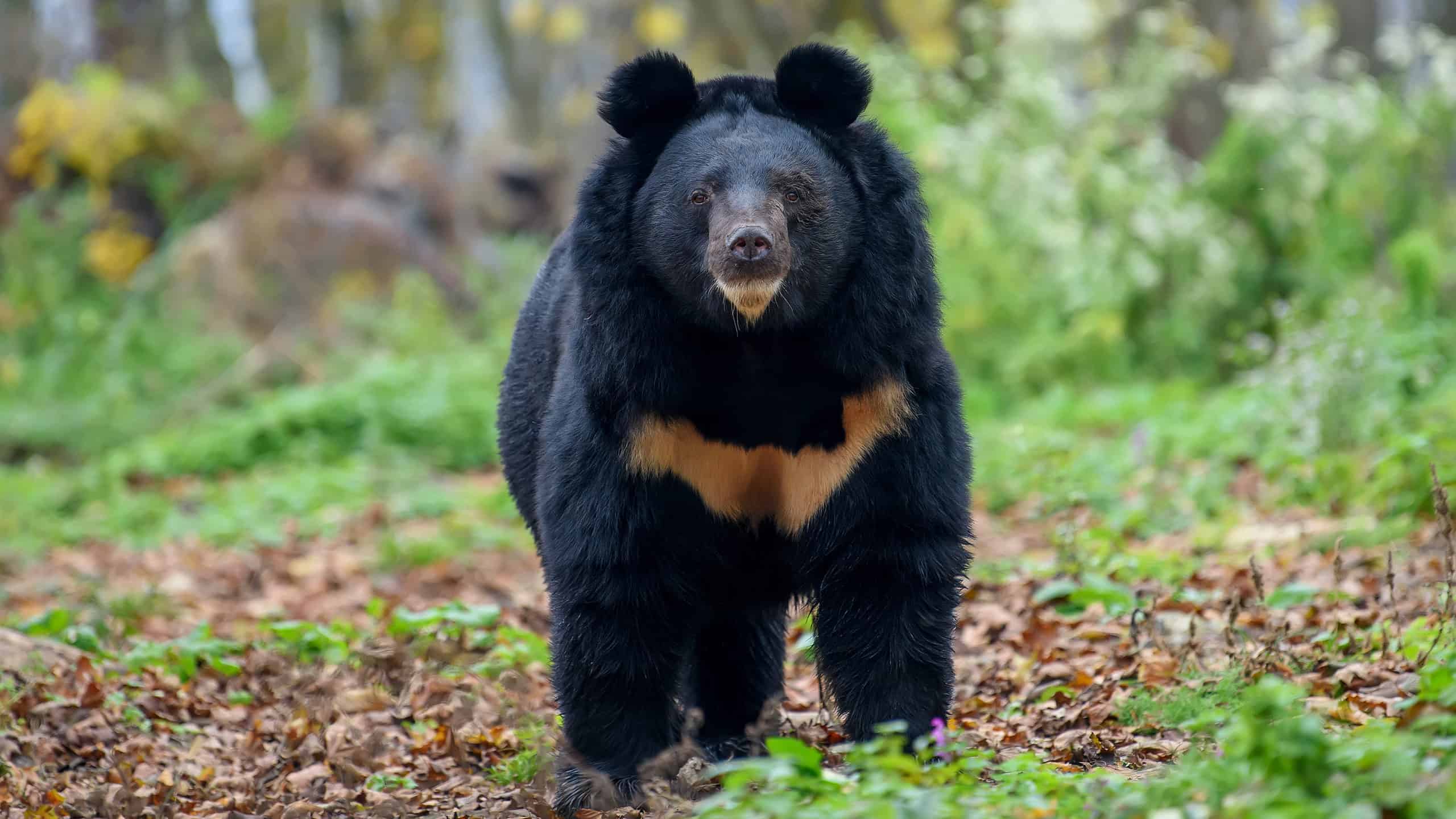 Black bear in forest