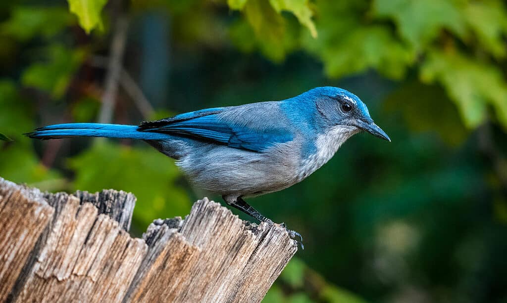  Woodhouse’s Scrub-Jay