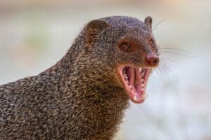 Watch a Mongoose Defeat a Deadly Black Cobra Ten Times Its Size photo