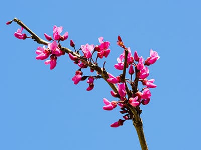 A Merlot Redbud vs. Forest Pansy Redbud: What’s the Difference?