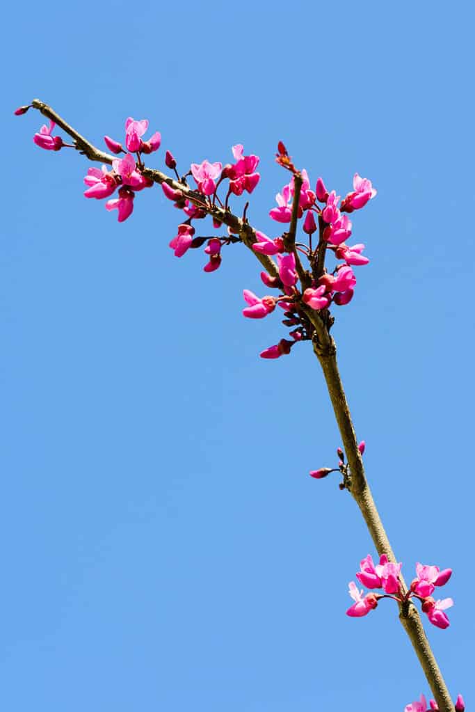 Merlot redbud flowers on branch in spring