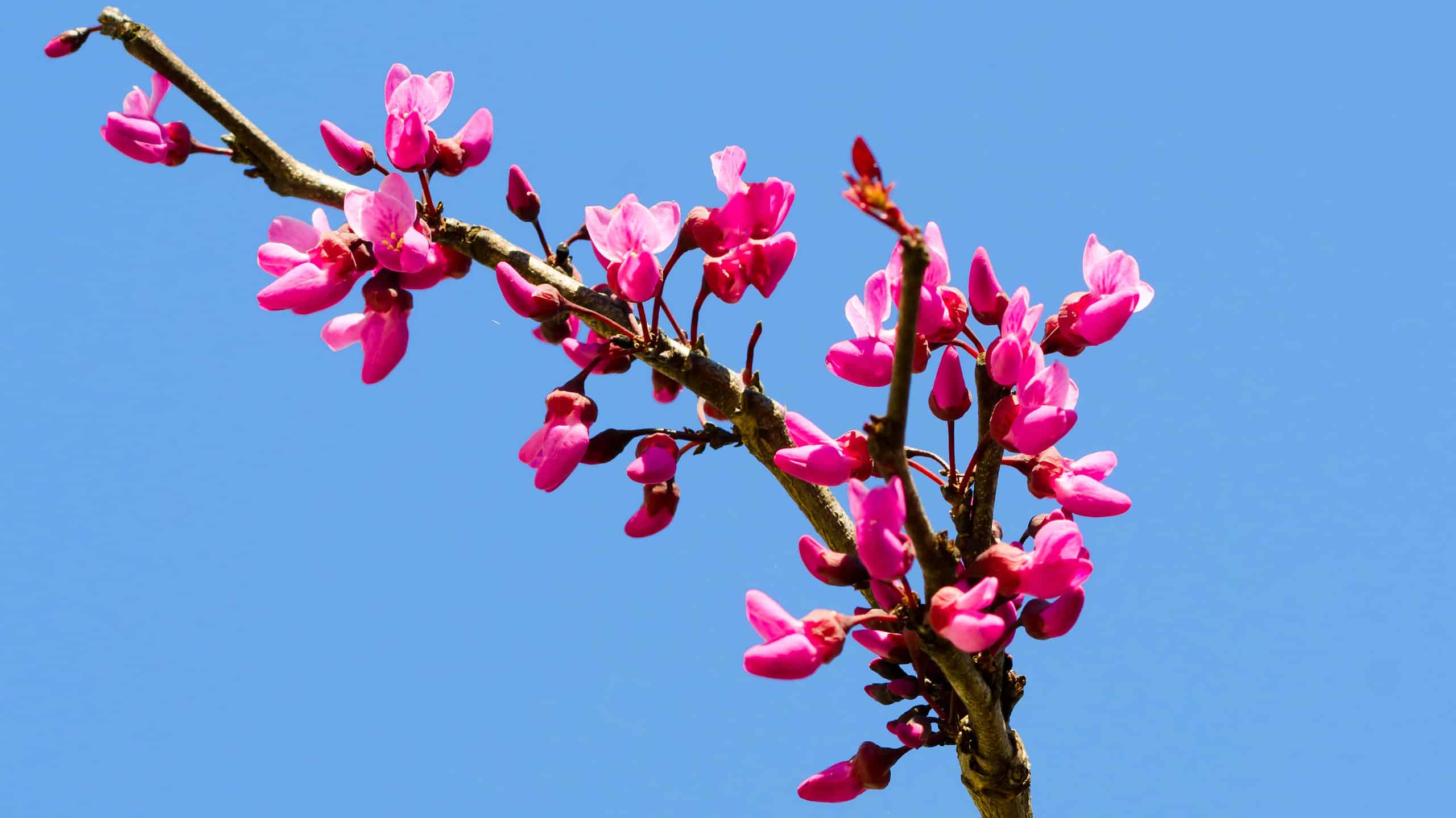 Merlot Redbud Vs Forest Pansy Redbud: What’s The Difference?