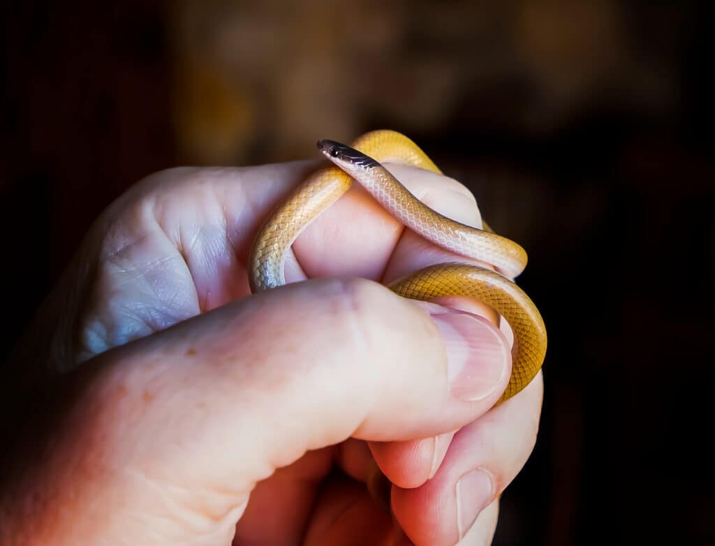 southwestern blackhead snake