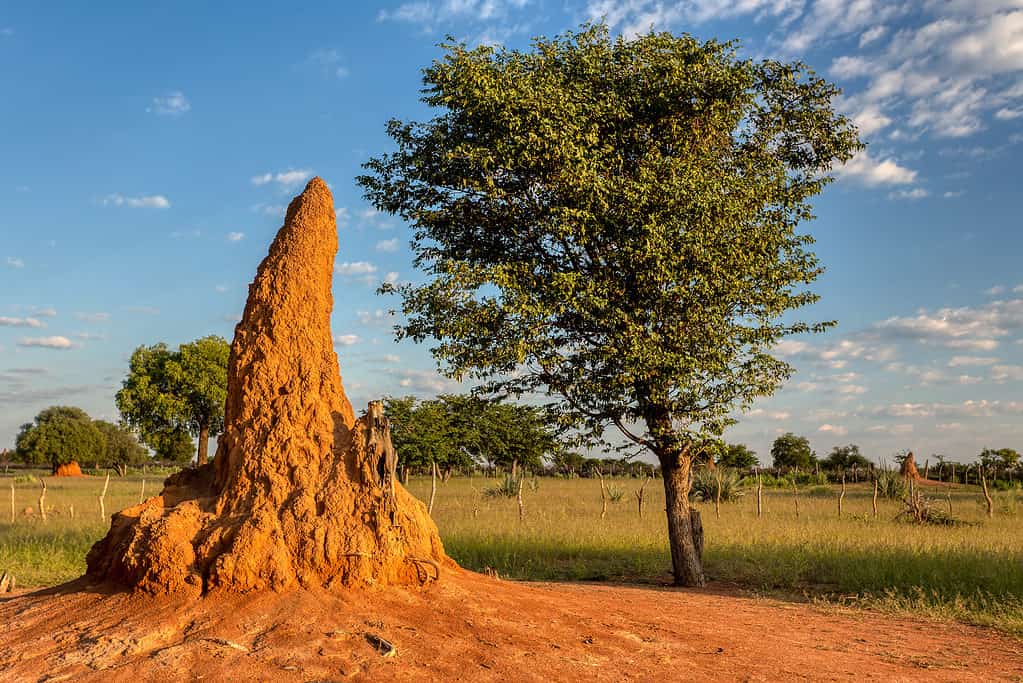 large termite mound in typical African landscape with termites in Namibia, northern region near Ruacana Falls.  wilderness of Africa.  Termites are among the oldest insects ever recorded!