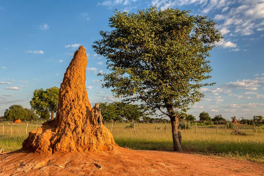 large termite mound in typical african landscape with termite in Namibia, North region near Ruacana Fall. Africa wilderness.