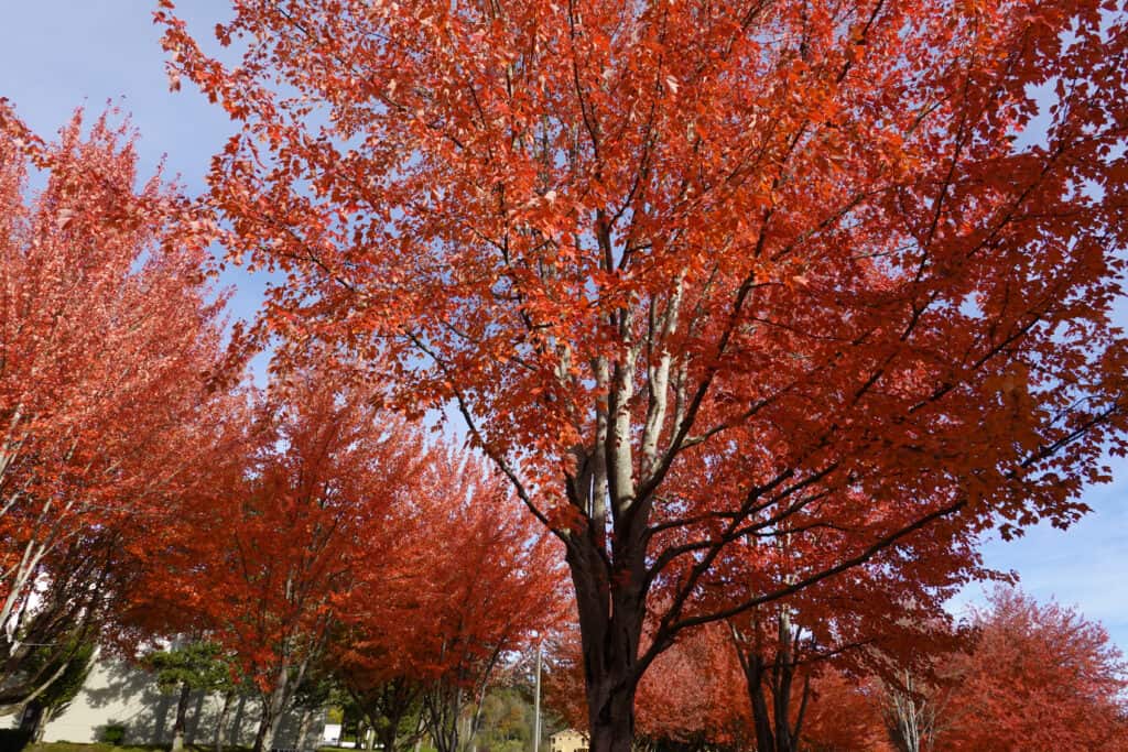 Autumn Blaze maple trees