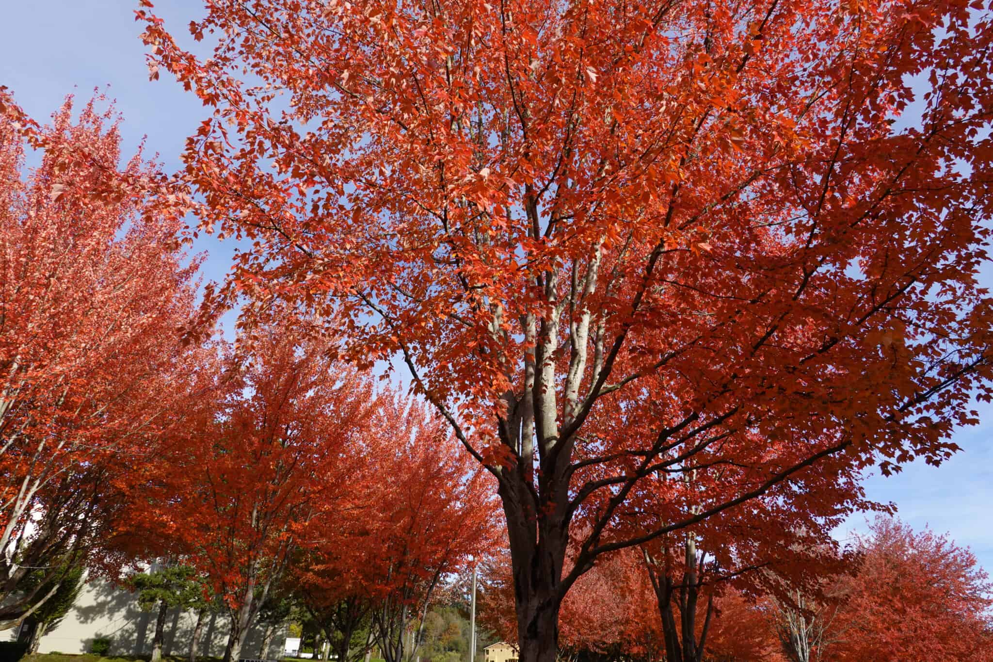 Fall Fiesta Sugar Maple vs. Autumn Blaze Maple Tree - A-Z Animals