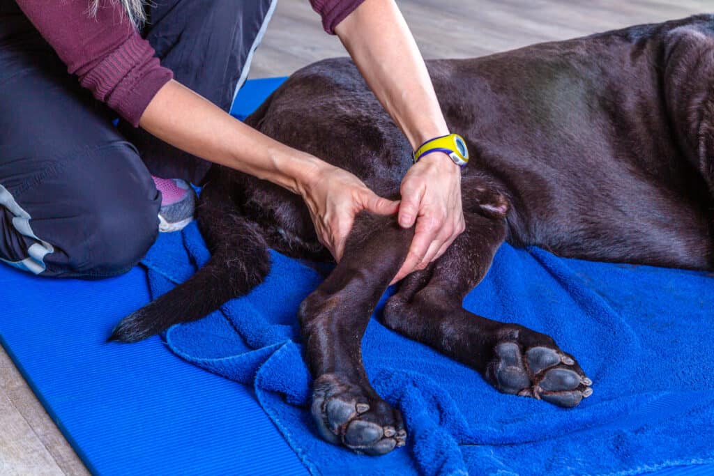 Dog receiving therapy on injured knee