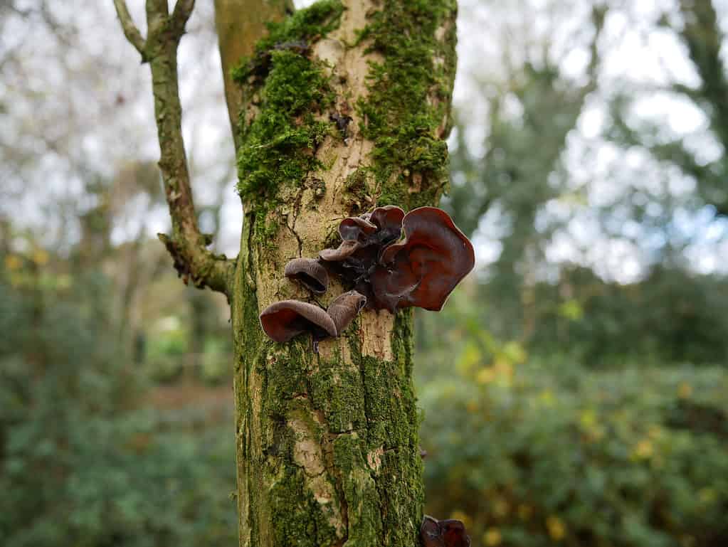 Wood ear mushroom growing on a moss covered elder tree in the woods