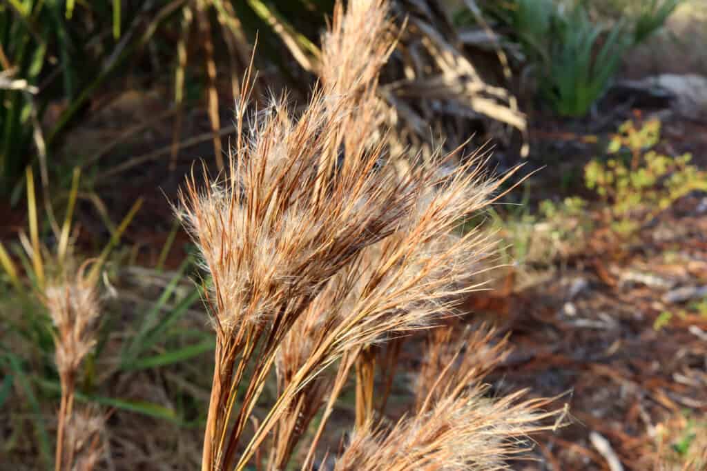 A close up of several. golden stalks of broomsedge  that appear to have gone to seed, outdoors in abundant sunshine.