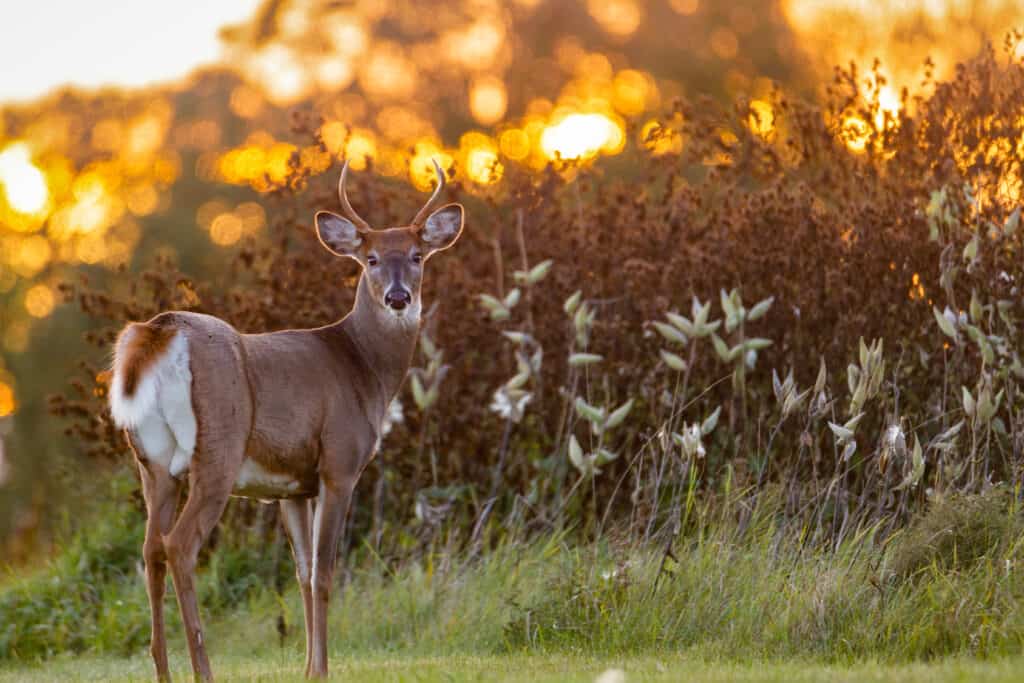 White tail deer