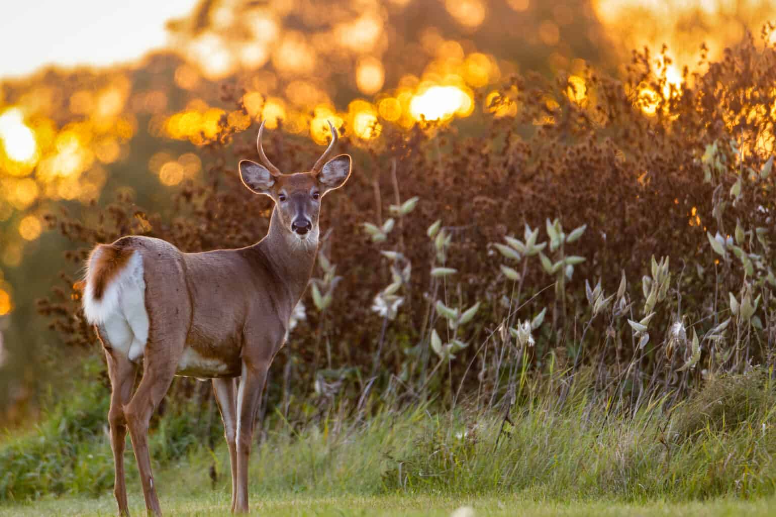 deer-season-in-michigan-everything-you-need-to-know-to-be-prepared-a